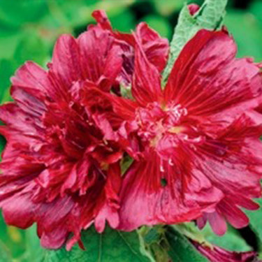 Hollyhock Seeds-Scarlet Flame