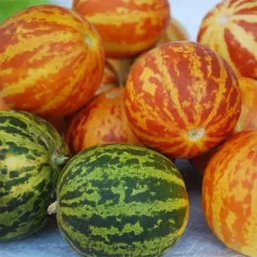 Rich Sweetness Melon – Unique Striped Melon Variety