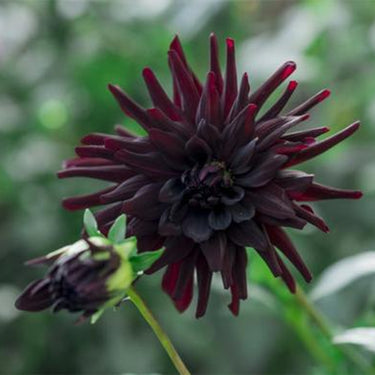 Dahlia Seeds-CactusSemi-cactus