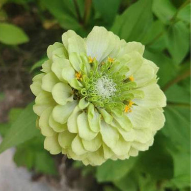 Zinnia Seeds-Queeny Lime
