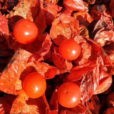 Cape Gooseberry Seeds – Ground Cherry Rare Fall Fruit