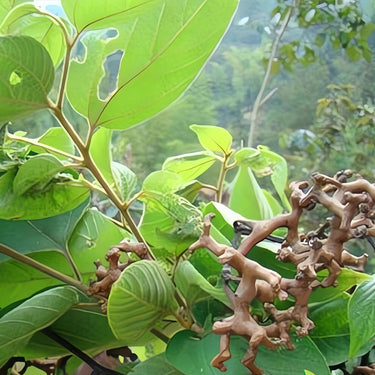 Japanese Raisin Tree