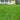 General Lawn Grass Seeds - lawn grass reference image 4