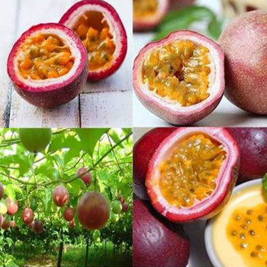 Tropical Passion Fruit Seeds for Bonsai Backyard Country