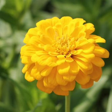 Zinnia Seeds-Old Mexico