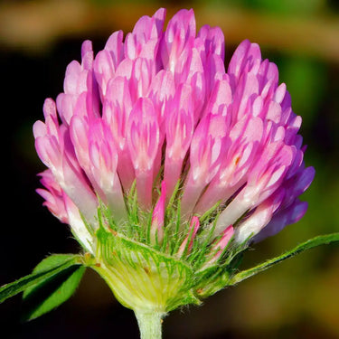 Red Clover Seed