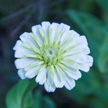 Zinnia Seeds-Zesty White
