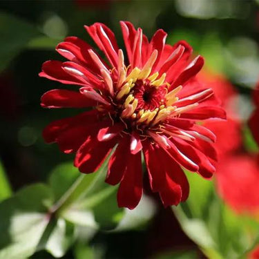 Zinnia Seeds-Spring Rising