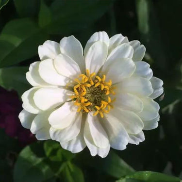 Zinnia Seeds-Crystal White