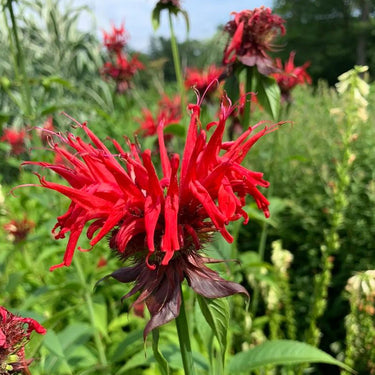 Monarda-Jacob Cline