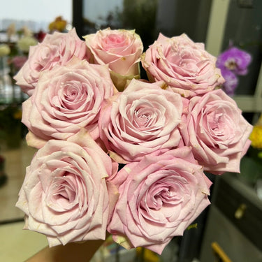 Rare Pink Kite Roses