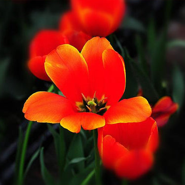 Red California Poppy Seeds