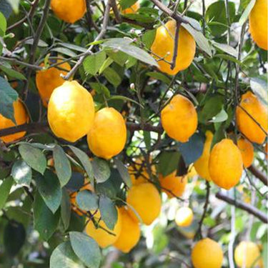 Lemon Seeds for Planting – Organic High Survival Rate Lemon Tree Seeds Planting for Home Garden