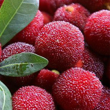 Myrica Rubra Seed – Red Bayberry Sweet Healthy Juicy Fruit