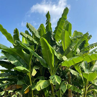 Musa Acuminata Banana Fruit Tree – Dwarf Houseplant Sweet Fruit