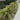 Mexican Feather Grass Seeds - curved border planting