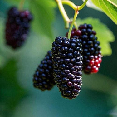 Blackberry, Prime-Ark Freedom