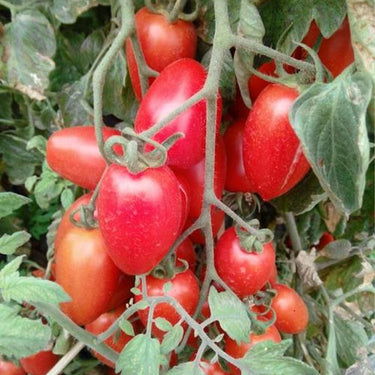 Mango Honey Tomato Seeds