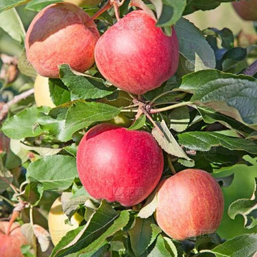 Miniature Apple Tree Seed – High Yield Flourishing Perfect for Container