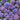 Blue Pink Purple Hydrangea Seeds