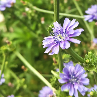 Chicory Seeds