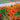 Marigold Seeds – Red Cherry