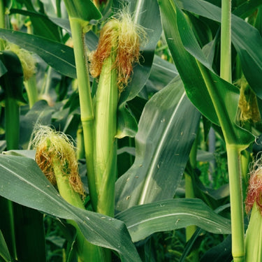 Corn, Ambrosia Hybrid