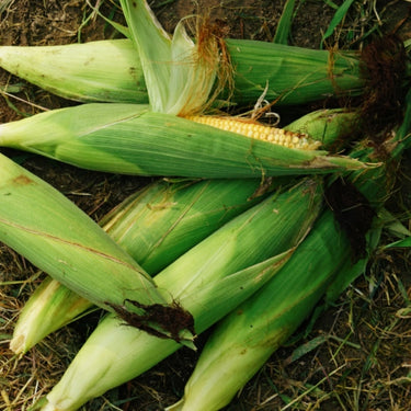 Corn, Ambrosia Hybrid