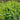 Fresh Peas Vegetable Seeds