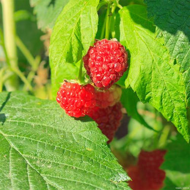 Red Raspberry Seeds for Planting