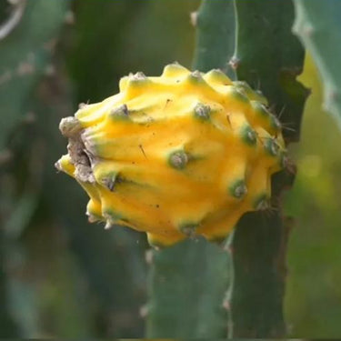 Yellow Dragon Fruit Seed – Rare Color Pitaya Fruit Sweet Juicy Fruits