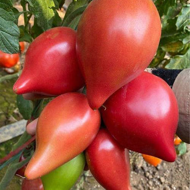 Mango Honey Tomato Seeds