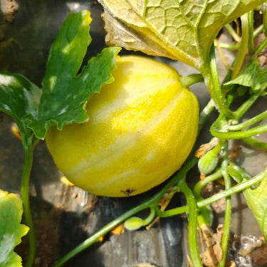Korean Melon Seeds – Chamoe Yellow White Oriental Japanese Cantaloupe
