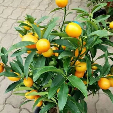 Bonsai Orange Tree Seed – Delicious Sweet Fruit Juicy