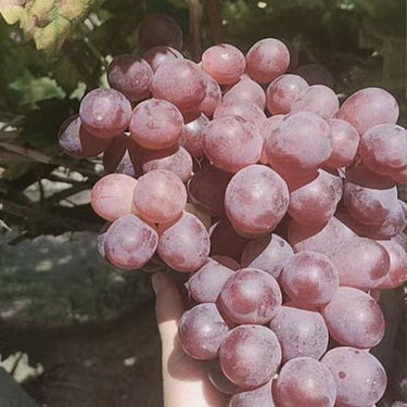 Midknight Beauty Grapes Seeds - Giant Rose (Rose scented)