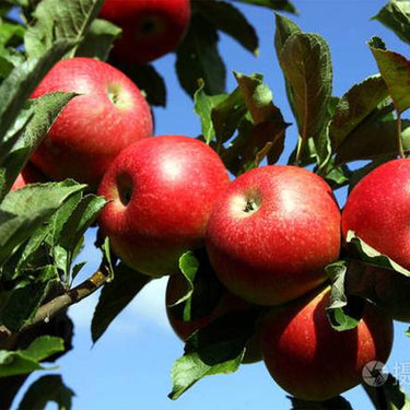 Miniature Apple Tree Seed – High Yield Flourishing Perfect for Container
