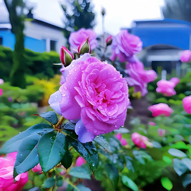 Pink Rose