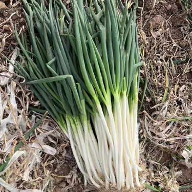 Evergreen Long White Bunching Onion Seeds