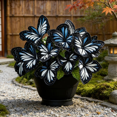 Butterfly Begonia-Starry Sky