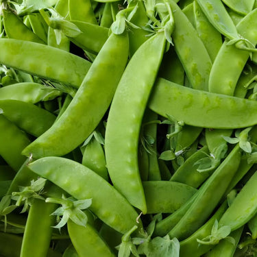 Fresh Peas Vegetable Seeds