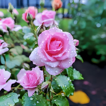 Pink Rose