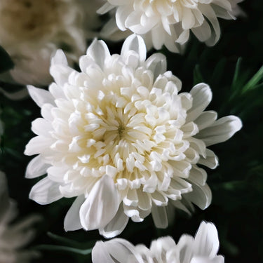 Marigold Seeds-White Swan