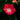 Morning Glory-Red