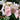 Geranium Seeds-Petal Pink