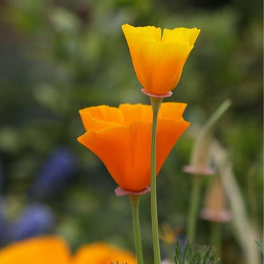 Yellow California Poppy Seeds