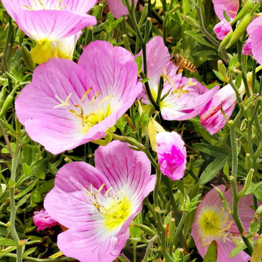 Blush Flower Seeds – Pink and White