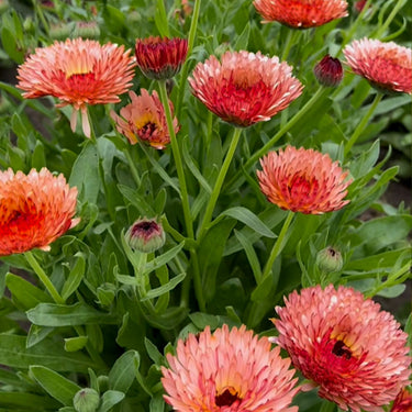 Calendula Seeds – Pink Surprise