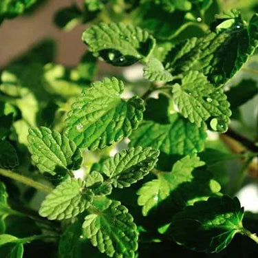 Catnip Seeds