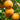 Akizuki Pear Seeds