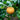 Akizuki Pear Seeds